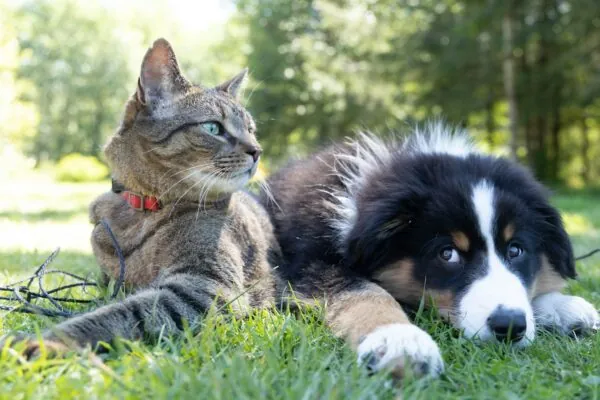 Un chien et un chat